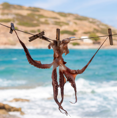 Drying octopus on sun. This method of drying is one that has been used for centuries. Better to dry octopus for grilling. Crete, Greece.の写真素材