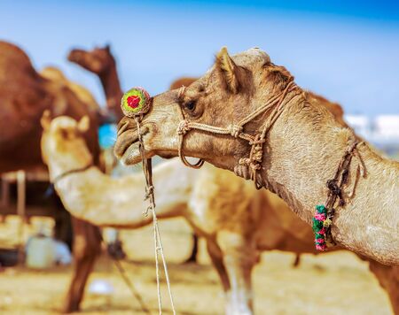 Decorated camel at the Pushkar fair. Rajasthan, India, Asiaの写真素材