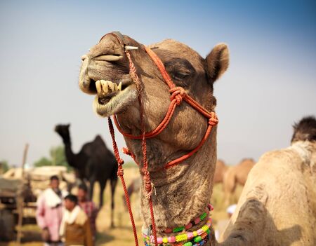 Decorated camel at the Pushkar fair. Rajasthan, India, Asiaの写真素材
