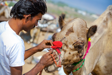 PUSHKAR, INDIA - NOVEMBER 21, 2012: unidentified Rajasthani Indian man decorates his camel at...