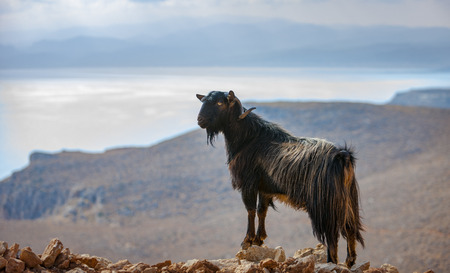 Cretan goat in the mountains against the background of the Mediterranean Sea, Crete, Greeceの写真素材