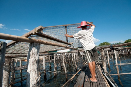 squid drying in thailand 4の写真素材
