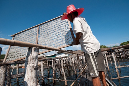 squid drying in thailand 3のeditorial素材