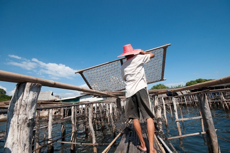 squid drying in thailand 1の写真素材