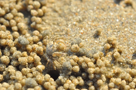 small crabの写真素材
