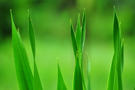 green long leaf backgroundの写真素材