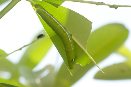 nature green worm eating leafの写真素材