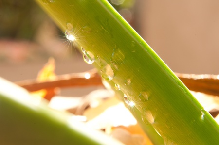 dew drop sun ray reflectionの写真素材
