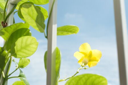 yellow flower climb on fenceの写真素材