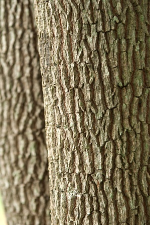 rough skin tree barkの写真素材