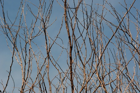 prickle branches blue sky backgroundの写真素材