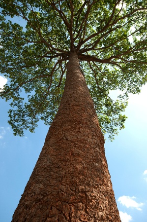 one big tree look up in blue skyの写真素材