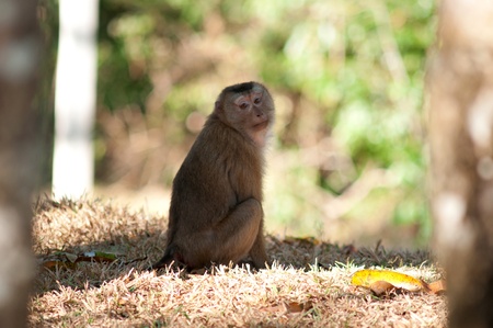 potrait of monkey sittingの写真素材
