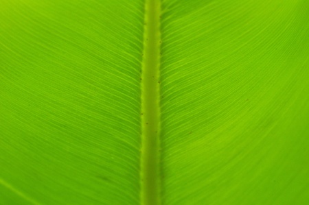 back of bird nest fren, view the parallel fiber netの写真素材
