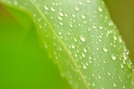 rain drop on bird nest fernの写真素材