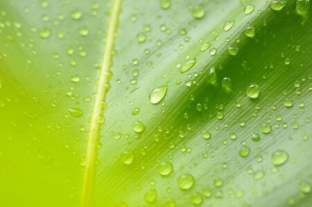 rain drop on bird nest fernの写真素材