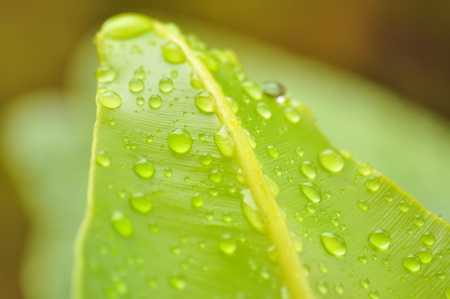 rain drop on bird nest fernの写真素材