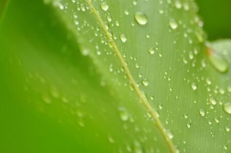 rain drop on bird nest fernの写真素材