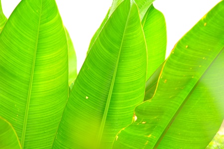 long banana leaf backgroundの写真素材