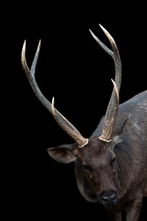 asia deer head shotの写真素材