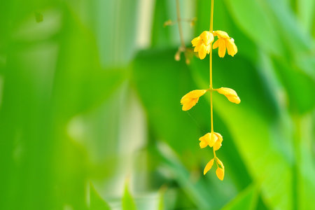 yellow flower line with green background