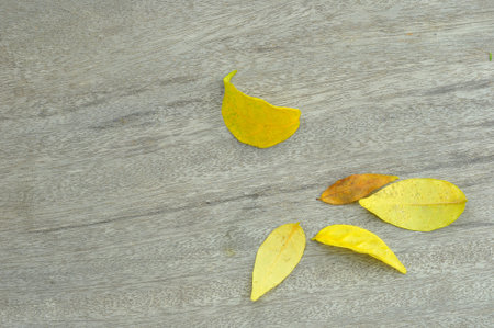 fallen yellow leaf on bared wood