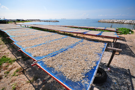small dry fish by sea