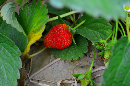 fresh strawberry in fieldの写真素材