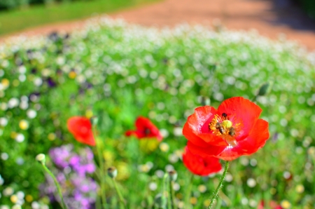 bees in a red flowerの写真素材