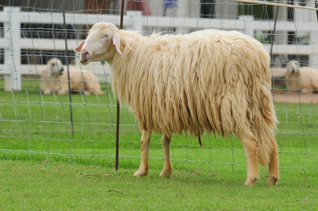 farmed white sheep face sideの写真素材