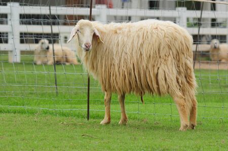 farmed white sheep face upの写真素材