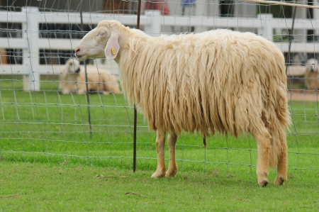 white sheep standingの写真素材