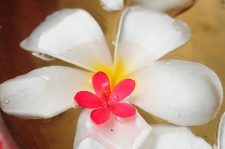white floating flowerの写真素材