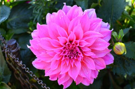 beautiful pink flower with morning dewの写真素材