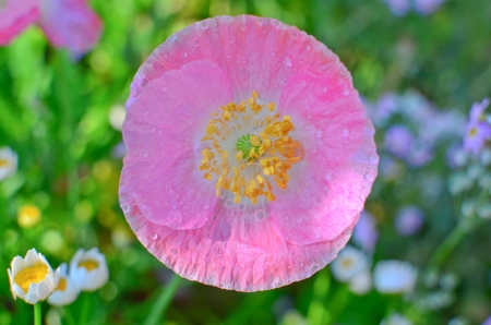 beautiful pink opium poppyの写真素材