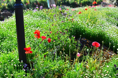 beautiful opium fieldの写真素材