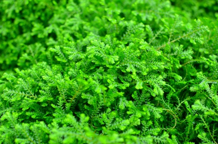 tropical green fern backgroundの写真素材