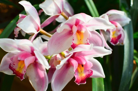 beautiful orchidの写真素材