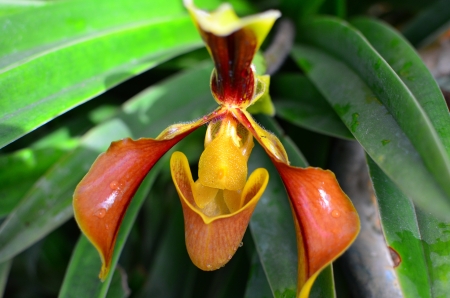 beautiful orchidの写真素材