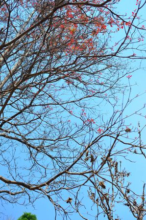 leafless tree branchの写真素材
