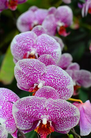 beautiful royal thai orchidの写真素材