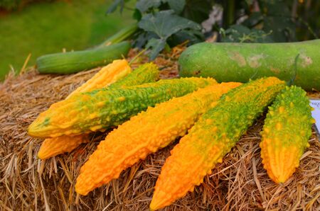 Thai herbの写真素材