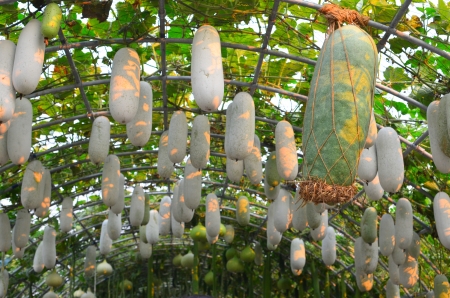 Thai vegetable climing domeの写真素材