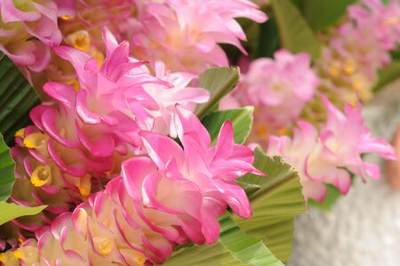 beautiful Thai pink tulip 07の写真素材