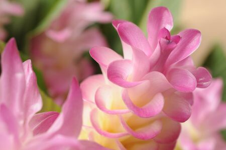 beautiful Thai pink tulip 05の写真素材
