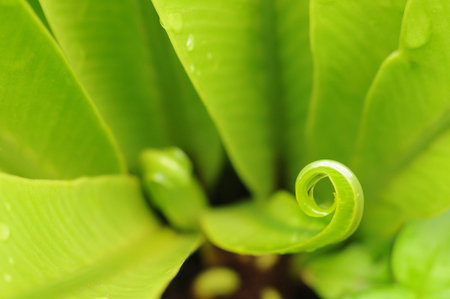 spring fern leaf 01の写真素材