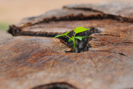 young spring leaf from stool wood 01の写真素材