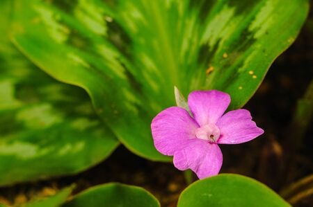 Thai herb blooming pink flower 02の写真素材