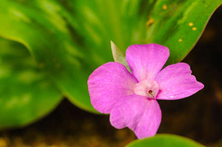 Thai herb blooming pink flower 01の写真素材