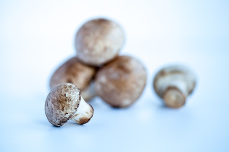 Mushrooms on a white and blue backgroundの写真素材